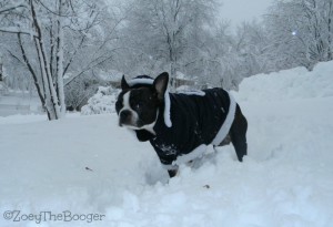 Snow Dog 1