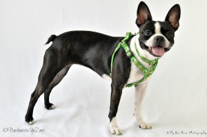 Shamrock Harness 3