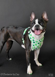 shamrock harness 1