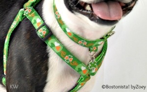 shamrock harness 4