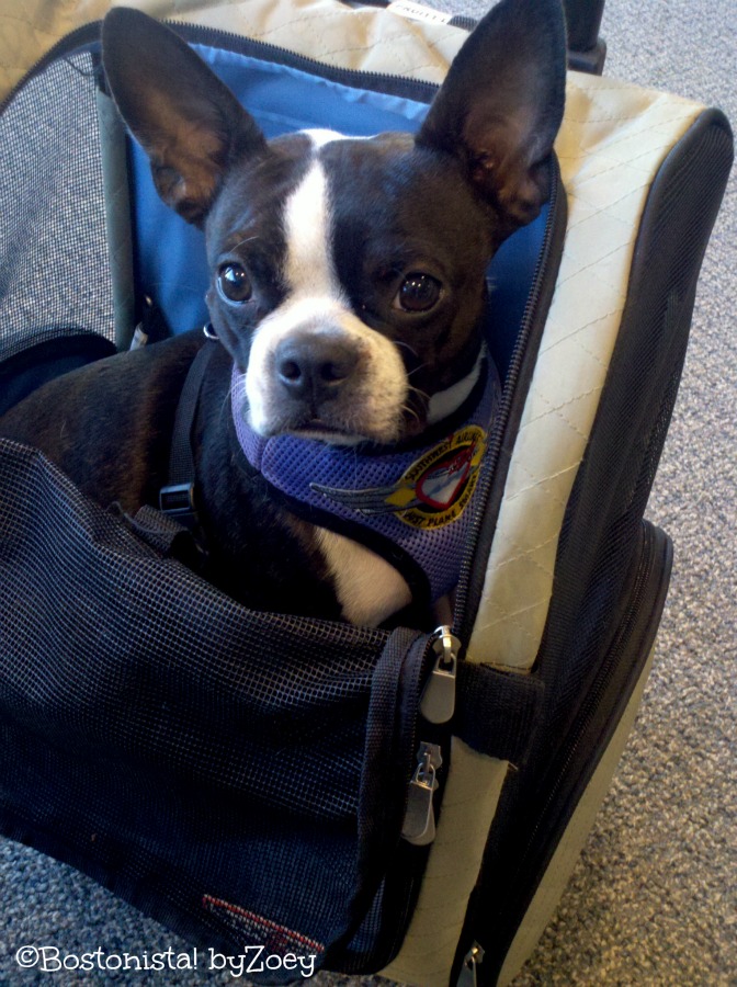 Boston terrier backpack clearance carrier