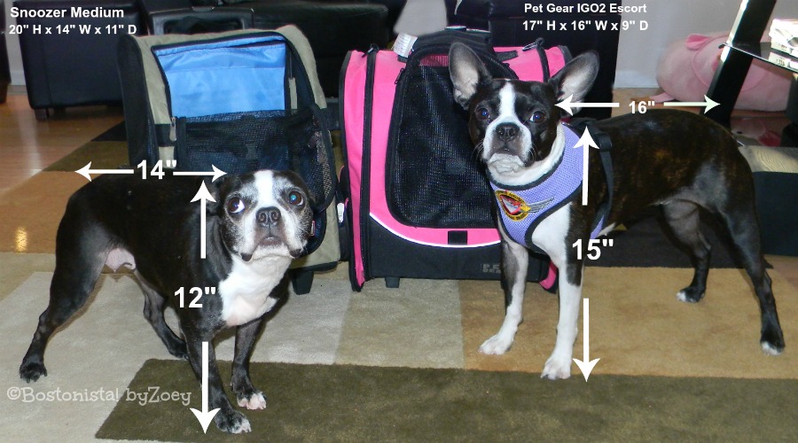 can you take a boston terrier on a plane?