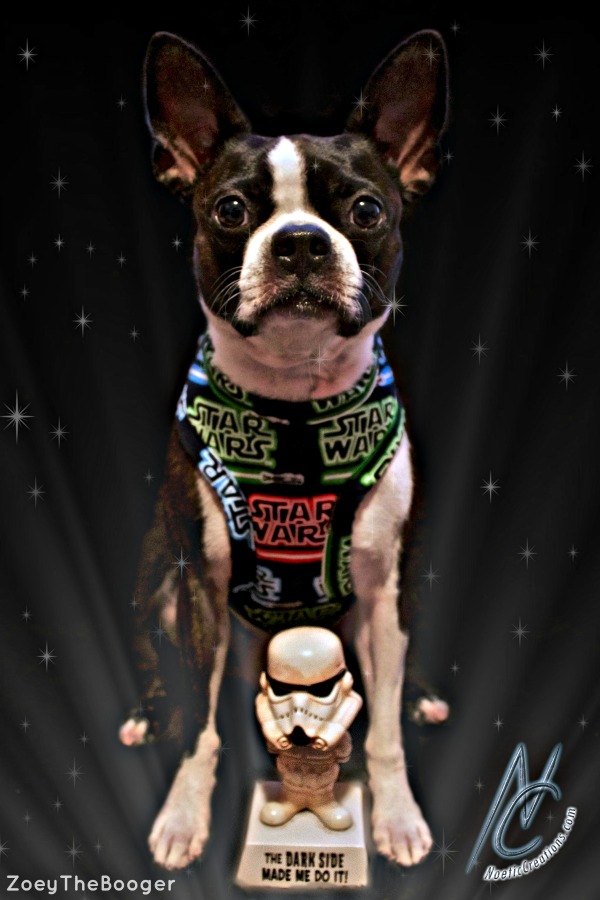 star wars dog harness